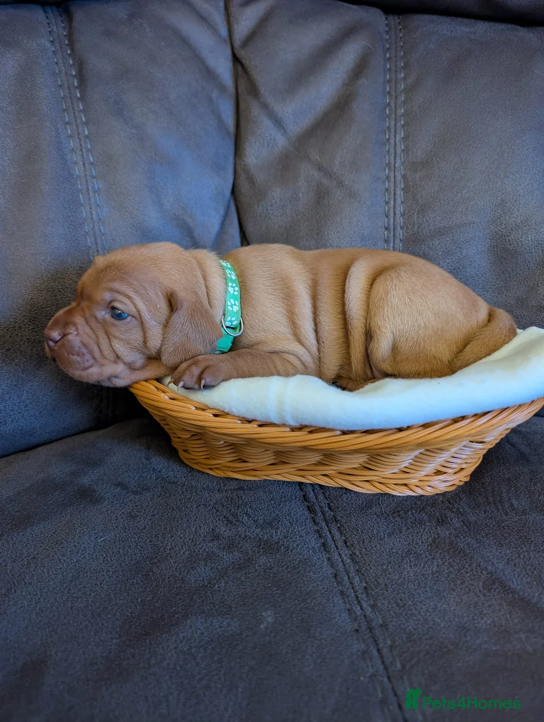 Hungarian Vizsla dogs for sale: Beautiful KC Registered Hungarian Viszla Puppies - Advert 14