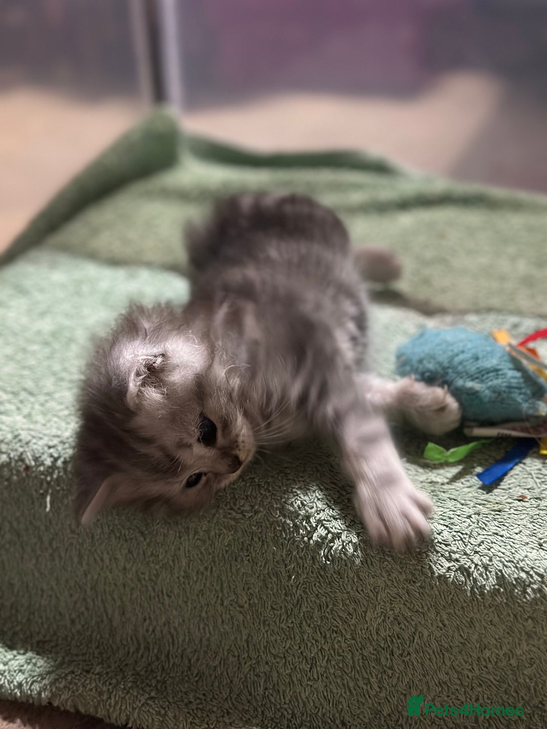 Mixed Breed cats for sale: Persian Chinchilla Cross kittens - Image 11