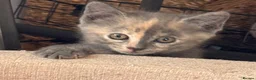Siamese cats for sale: Beautiful Siamese x Persian kittens ready to go - Advert 18