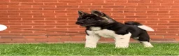 Akita dogs for sale: American Akita  - Advert 1