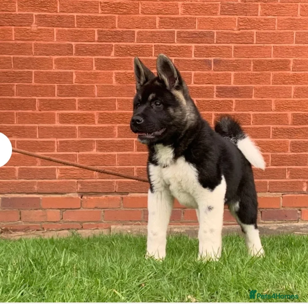Akita dogs for sale: American Akita  - Advert 1