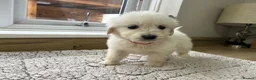 Golden Retriever dogs for sale: Our beautiful golden retriever pups - Advert 7