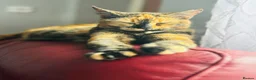 Mixed Breed cats for sale: Beautiful Kittens 🐱!!! - Advert 6