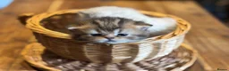 British Longhair cats for sale: Golden Tipped British Longhair/Shorthair Kittens in Okehampton - Advert 12