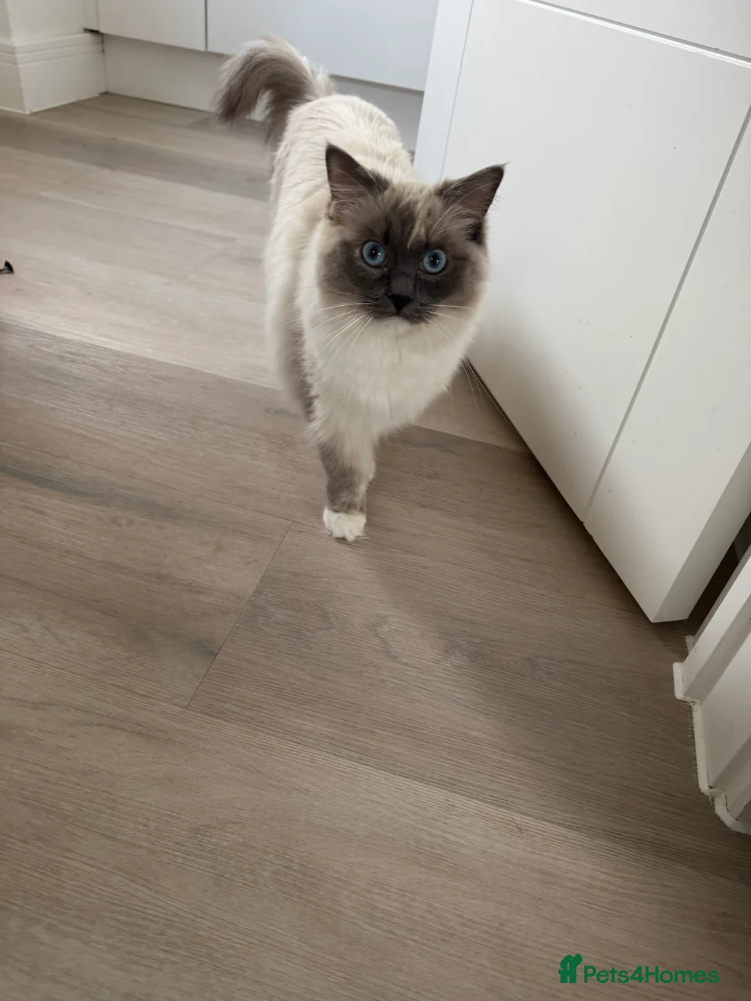 Ragdoll cats for sale: Beautiful GCCF active Ragdoll Queen  - Advert 3