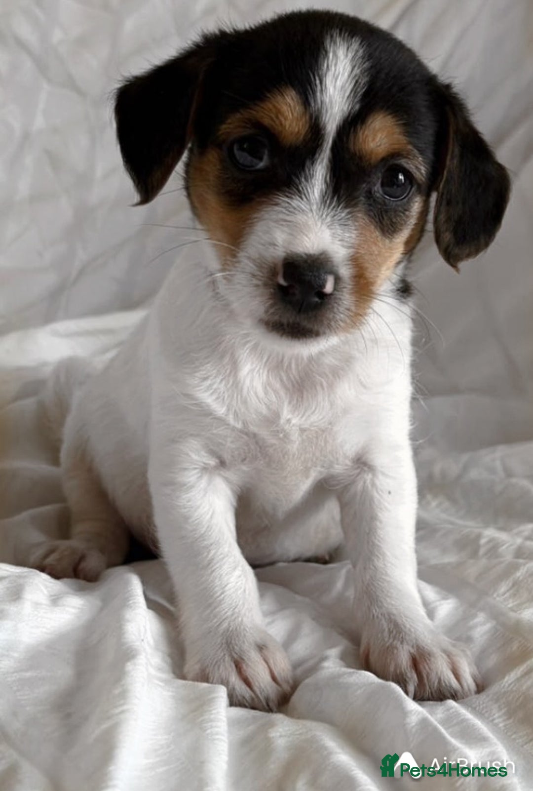 Jack Russell dogs for sale: Mini Jack Russell Terrier puppy - Image 5