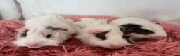 Guinea Pig rodents for sale: Guinea pigs  - Advert 8