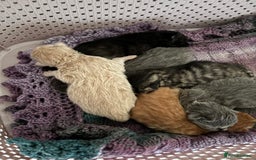Mixed Breed cats for sale: 6 Beautiful long hair mixed kittens - ready 26/08 - Image 13