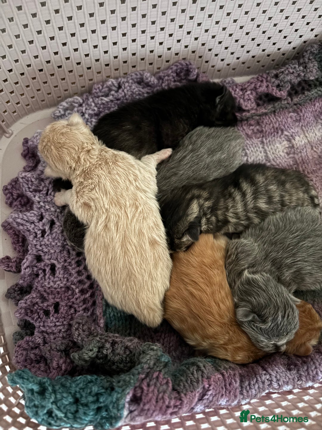 Mixed Breed cats for sale: 6 Beautiful long hair mixed kittens - ready 26/08 - Image 13
