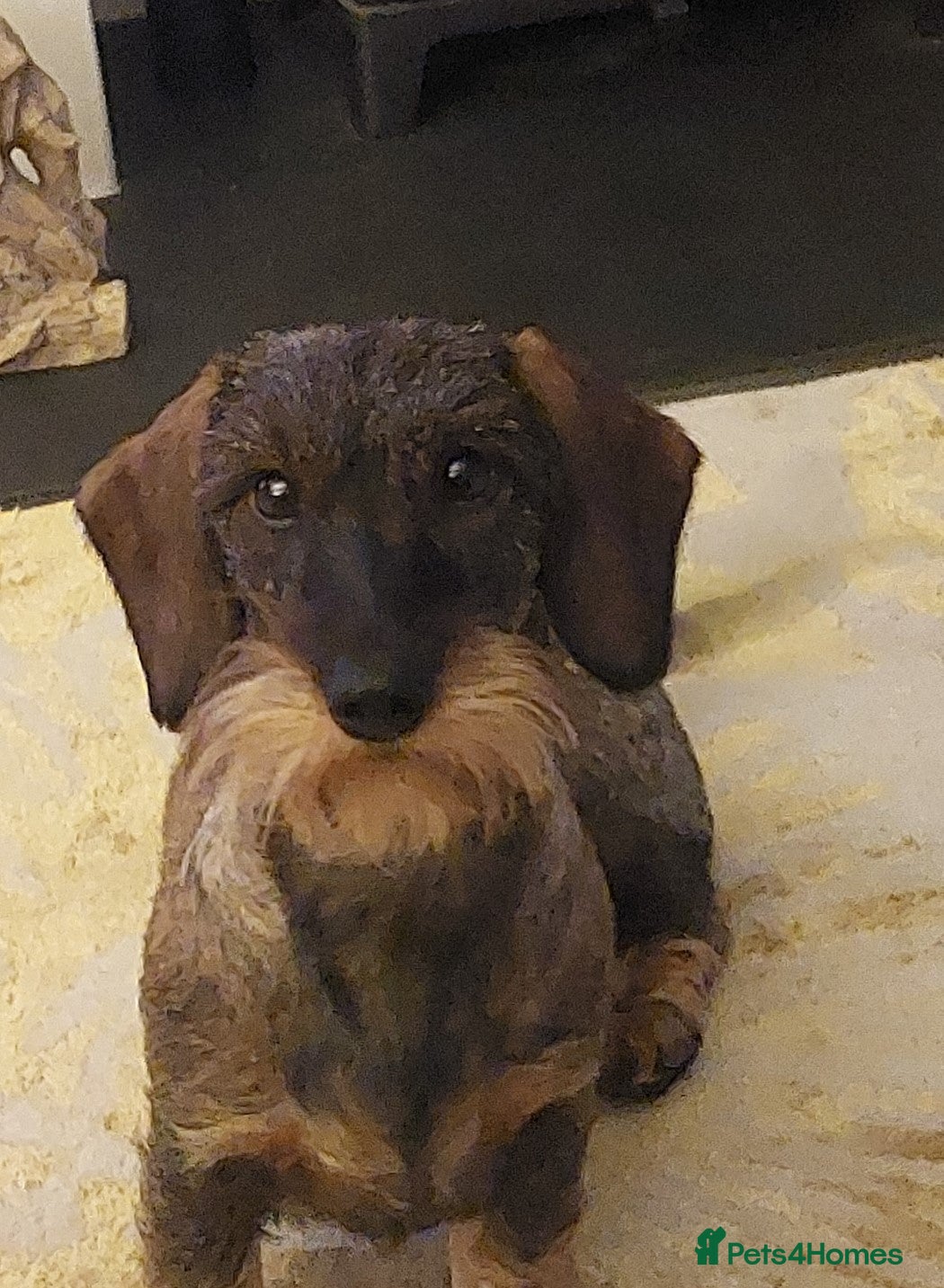 Dachshund dogs Standard Wire Haired Dachshund Puppies - Advert 1