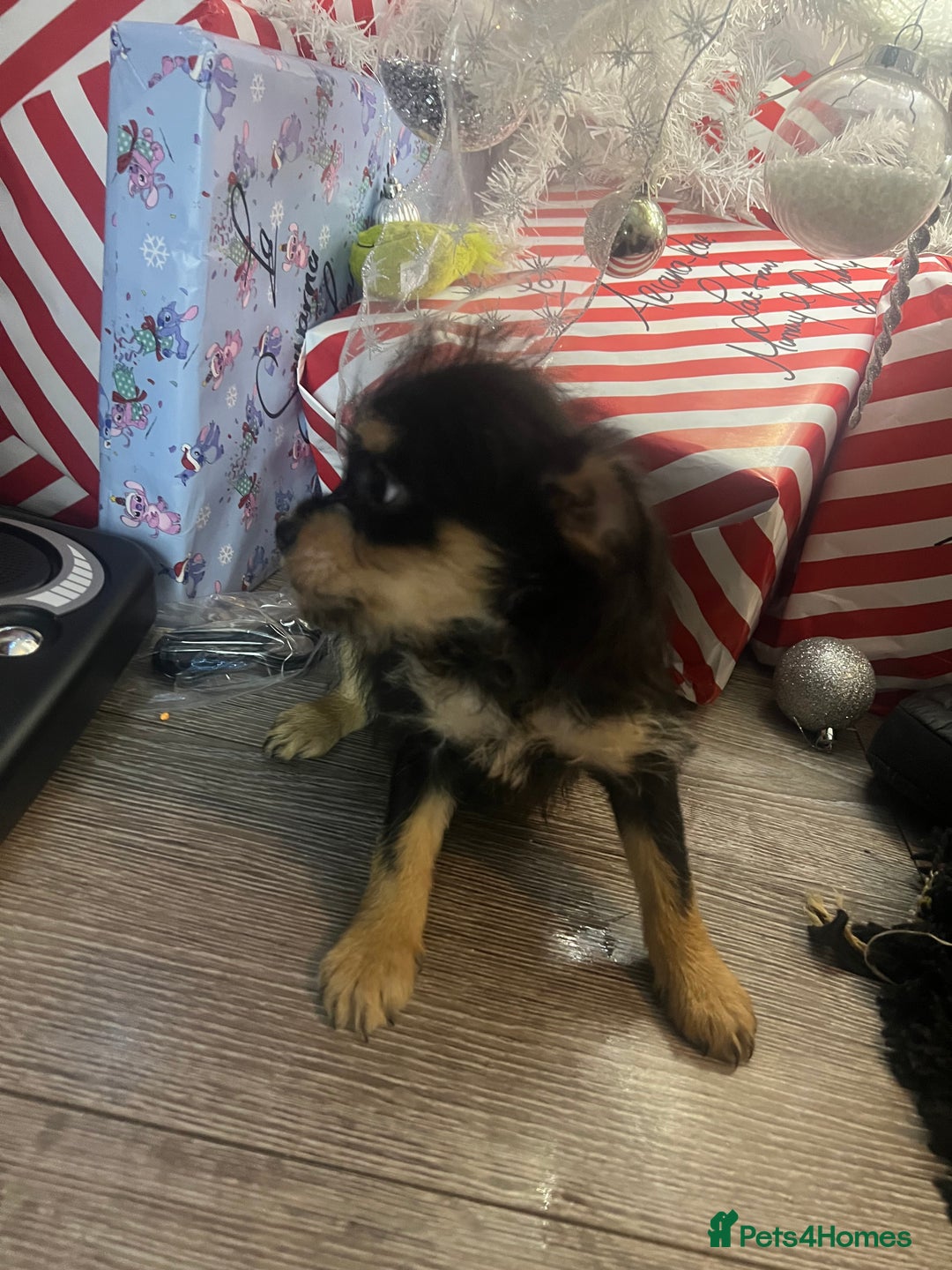 Mixed Breed dogs for sale: Jackapoo frenchy - Advert 23
