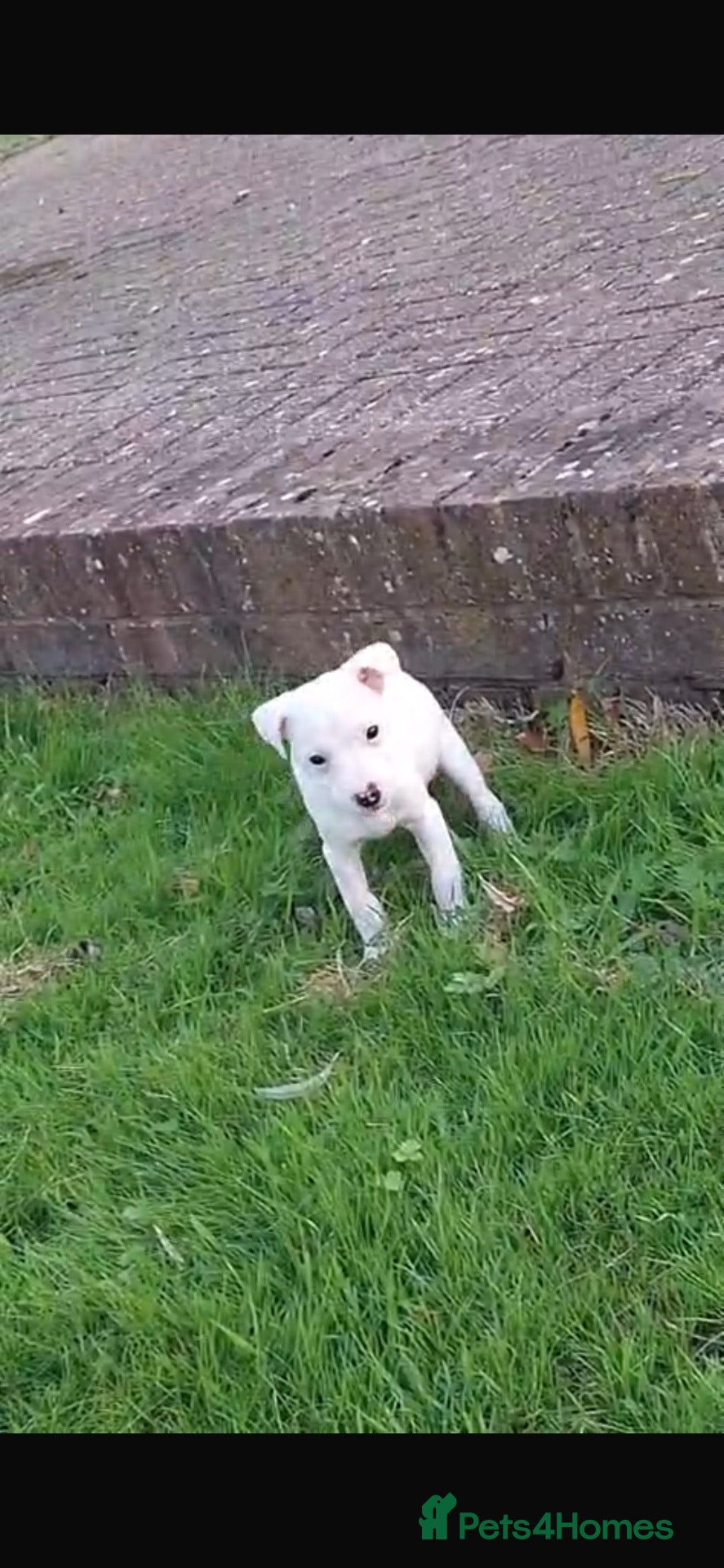 Mixed Breed dogs for sale: ADORABLE Jack Russell pups  - Advert 15