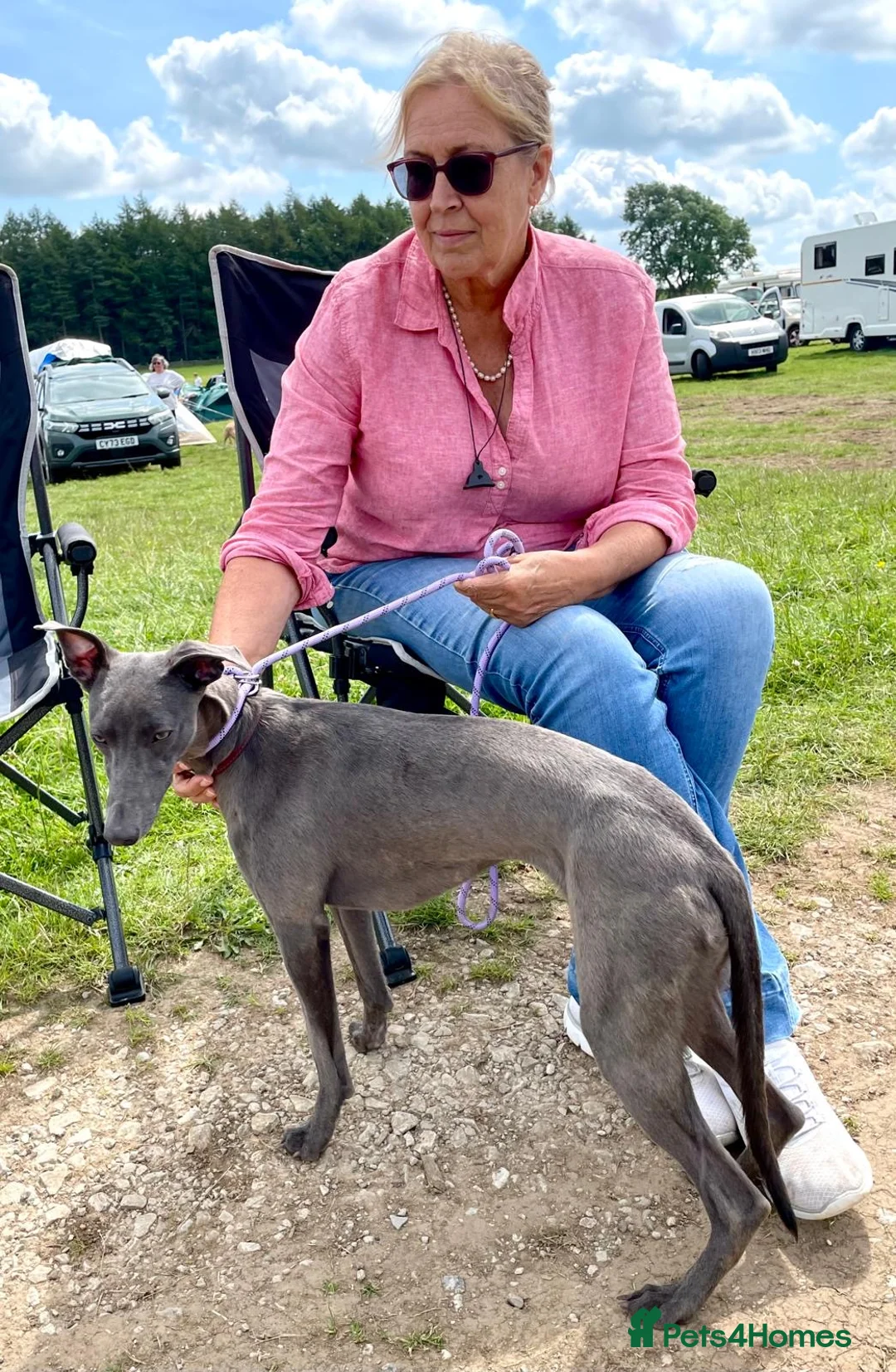 Mixed Breed dogs for sale: Bedlington Whippet puppies - Advert 1