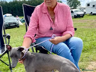 Mixed Breed dogs Bedlington Whippet puppies - Advert 1