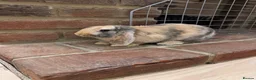 Mini Lop rabbits for sale: 3 x Mini Lop Rabbits in West Wickham - Advert 7
