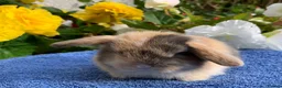Mini Lop rabbits for sale: Gorgeous, purebred Mini lop babies ready October - Advert 5