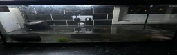 Axolotl reptiles for sale: X2 female axolottle for sale including tank  in Telford - Advert 5