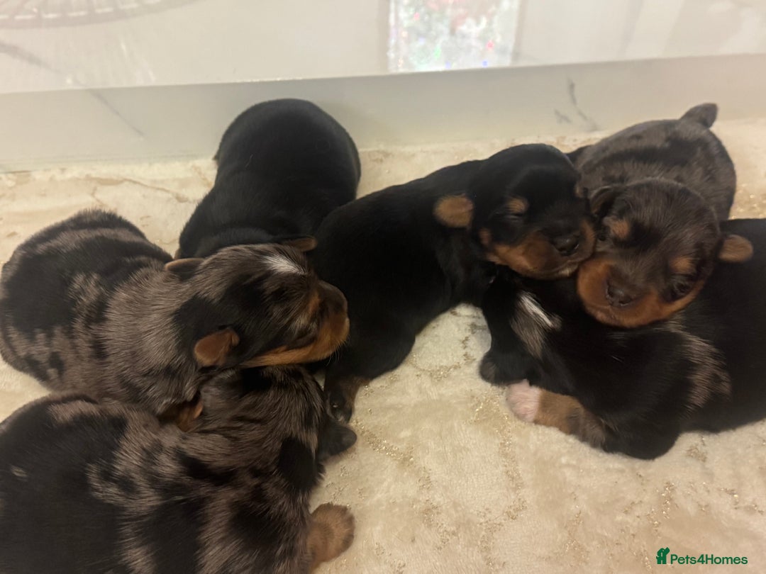 Yorkshire Terrier dogs for sale: Yorkshire terrier puppies  - Advert 12