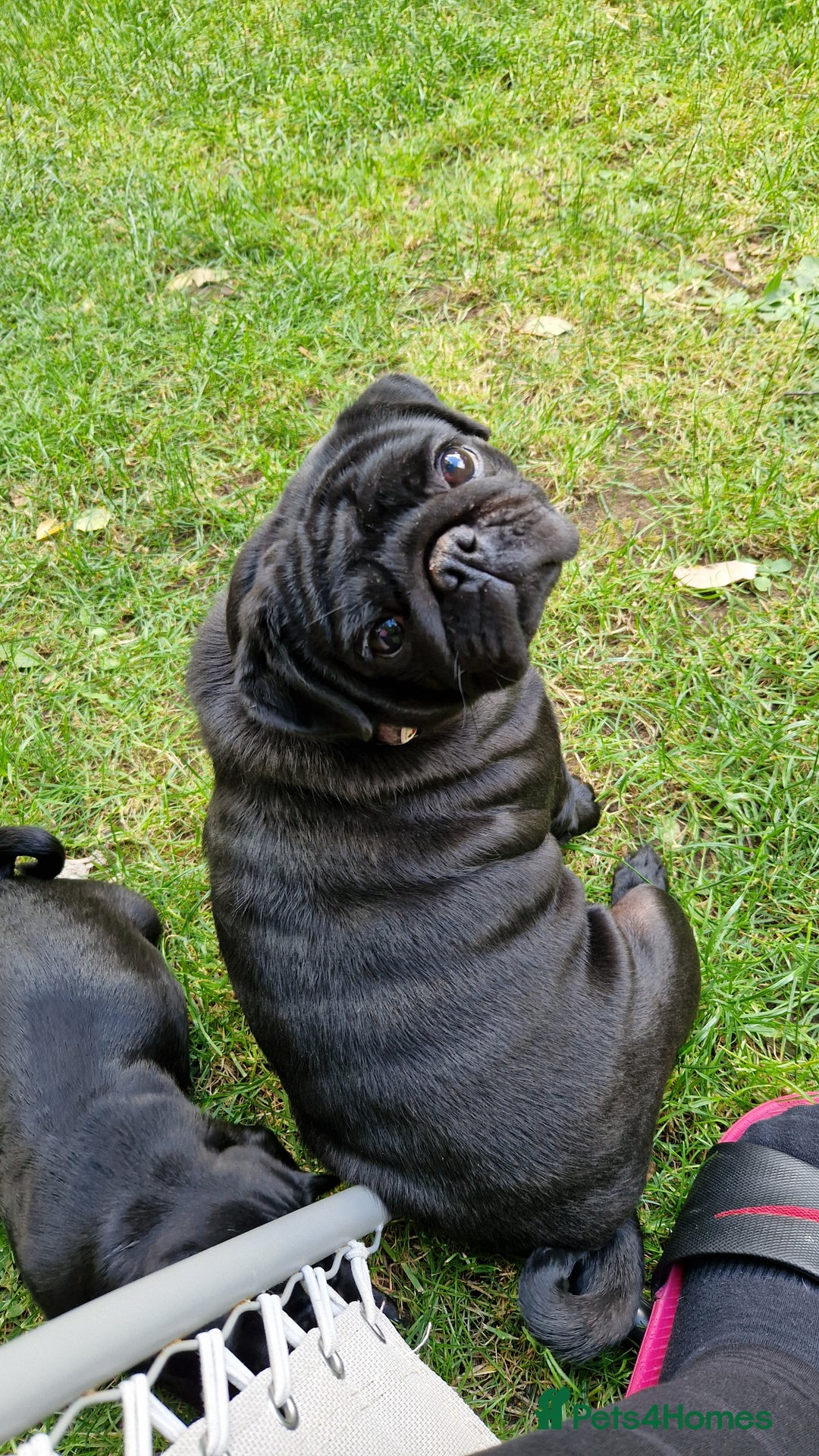 Pug dogs for sale: 2 Adorable pug puppies for sale  - Advert 25