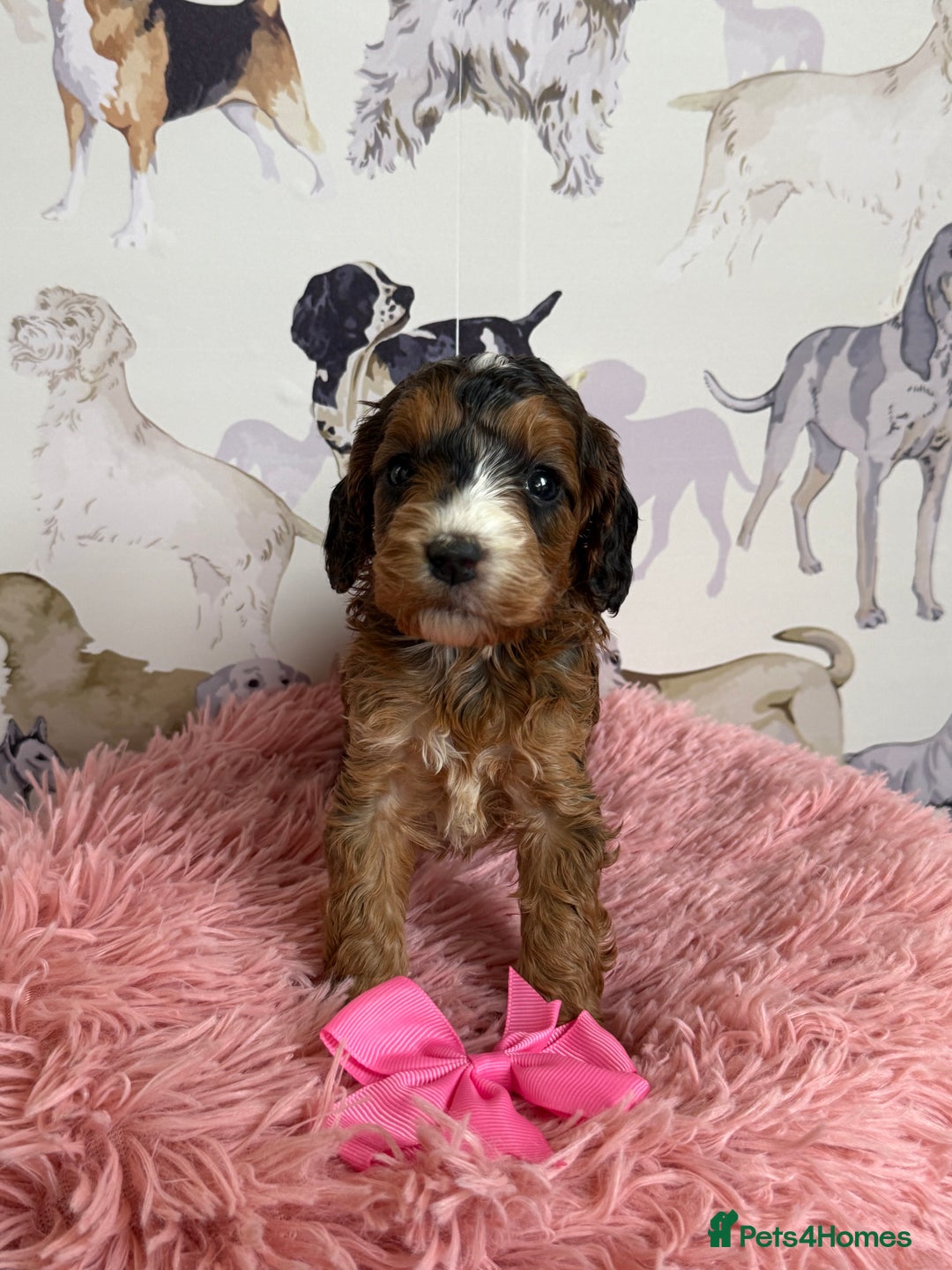 Cockapoo dogs for sale: F1 Cockapoo’s **fully DNA tested** - Image 1