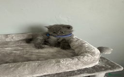 British Shorthair cats for sale: Stunning litter of bsh  - Image 4