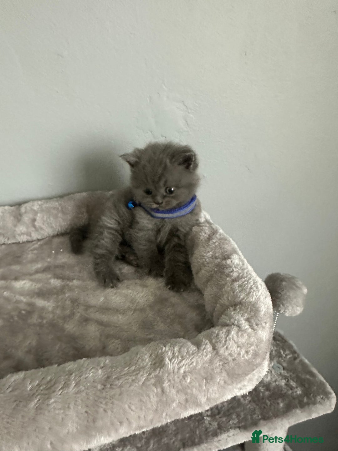 British Shorthair cats for sale: Stunning litter of bsh  - Image 4