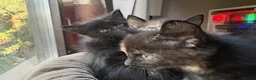British Longhair cats for sale: 3 Lovely Kittens Looking for Their Forever Homes  - Advert 5