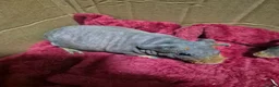Guinea Pig rodents for sale: Pair of Baby Female Skinny Pigs For Sale  - Advert 5