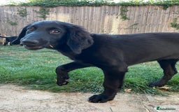 Mixed Breed dogs for sale: READY TO LEAVE - DNA health tested Puppies  - Image 5