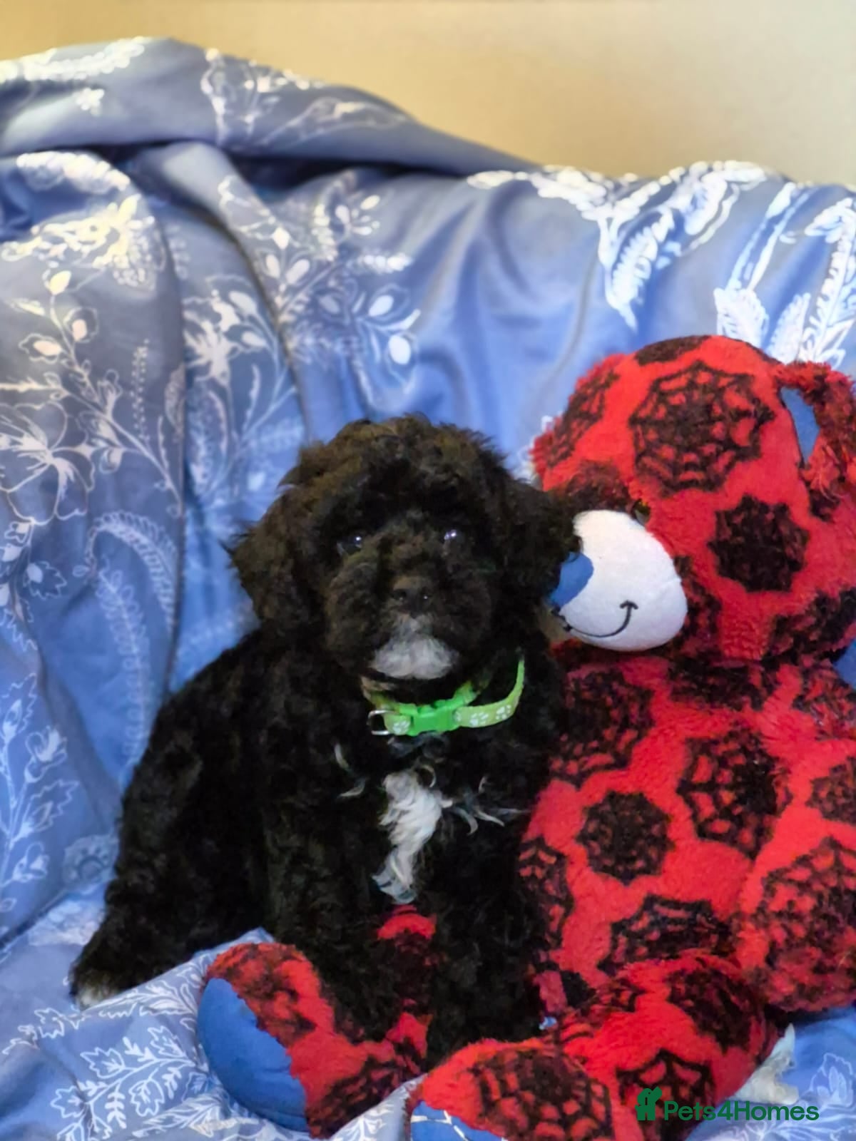 Lhasapoo dogs Gorgeous Lhachon/Poodle - Advert 2