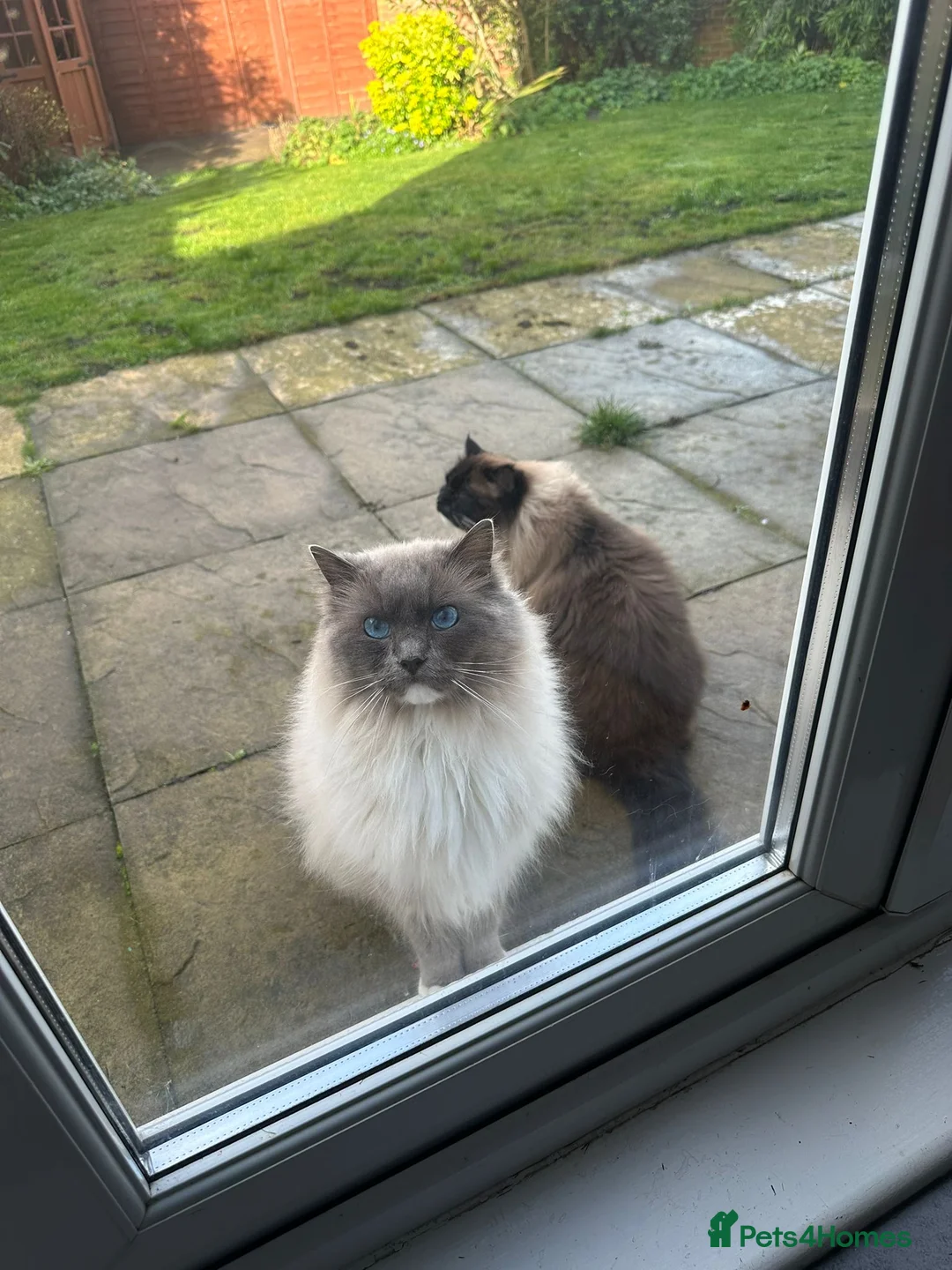 Ragdoll cats for sale: Ragdoll Brothers, 3yo, Neutered Pair, Microchipped - Advert 1