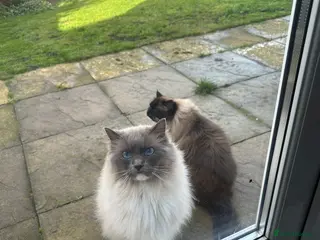 Ragdoll cats Ragdoll Brothers, 3yo, Neutered Pair, Microchipped - Advert 3