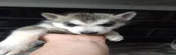 Siberian Husky dogs for sale: 7 siberian huskey puppies for sale £800 - Advert 4