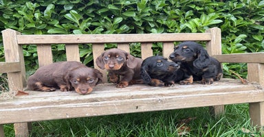 Miniature Dachshund dogs - Advert 11