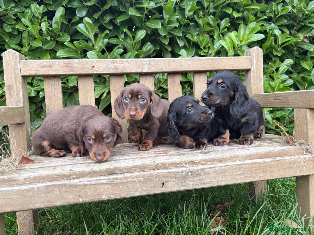 Miniature Dachshund dogs for sale: miniature Dasher - Image 3