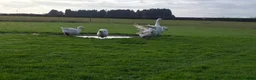 Geese poultry for sale: Premium Large-Strain Embden Breeding Stock in Thetford - Advert 5