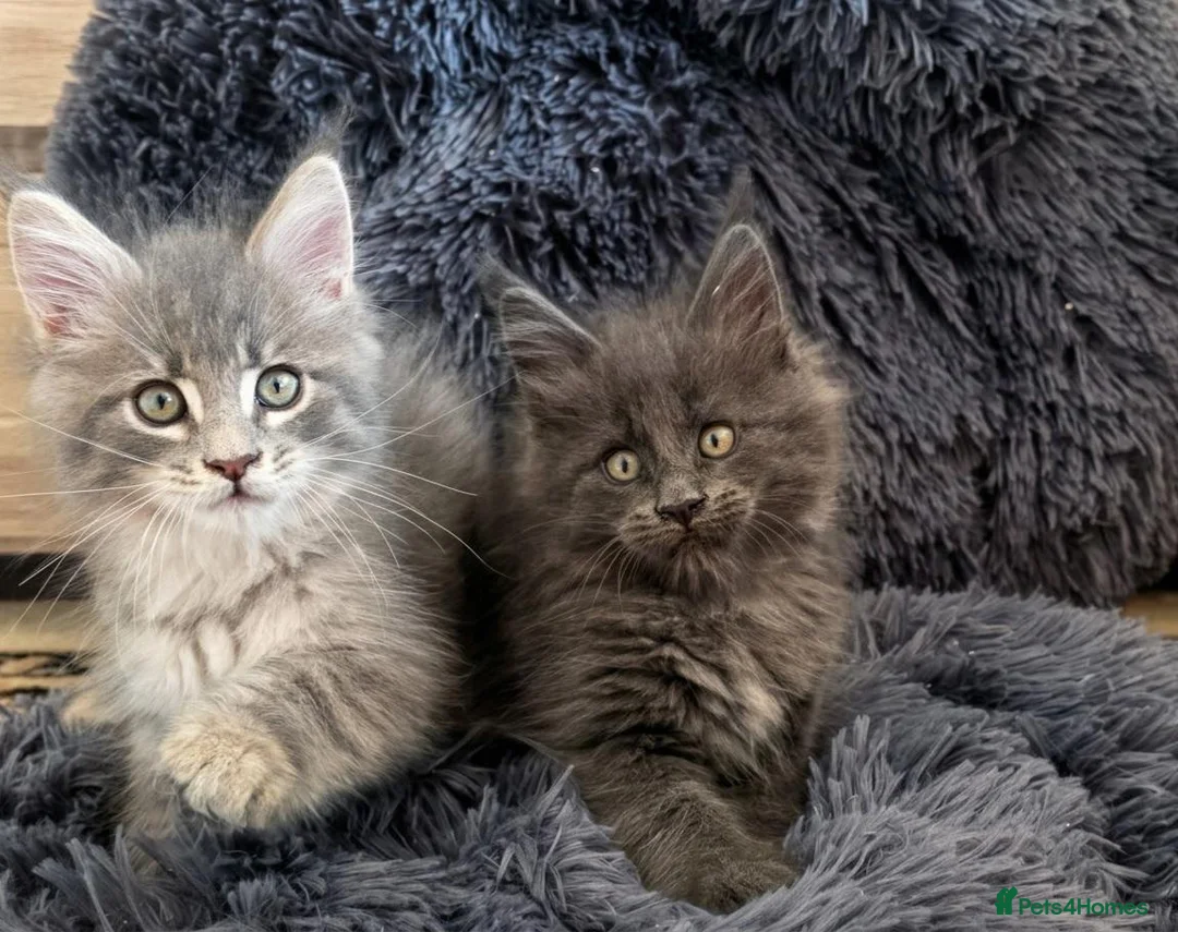 Maine Coon cats for sale: Maine coon kitten  - Advert 2