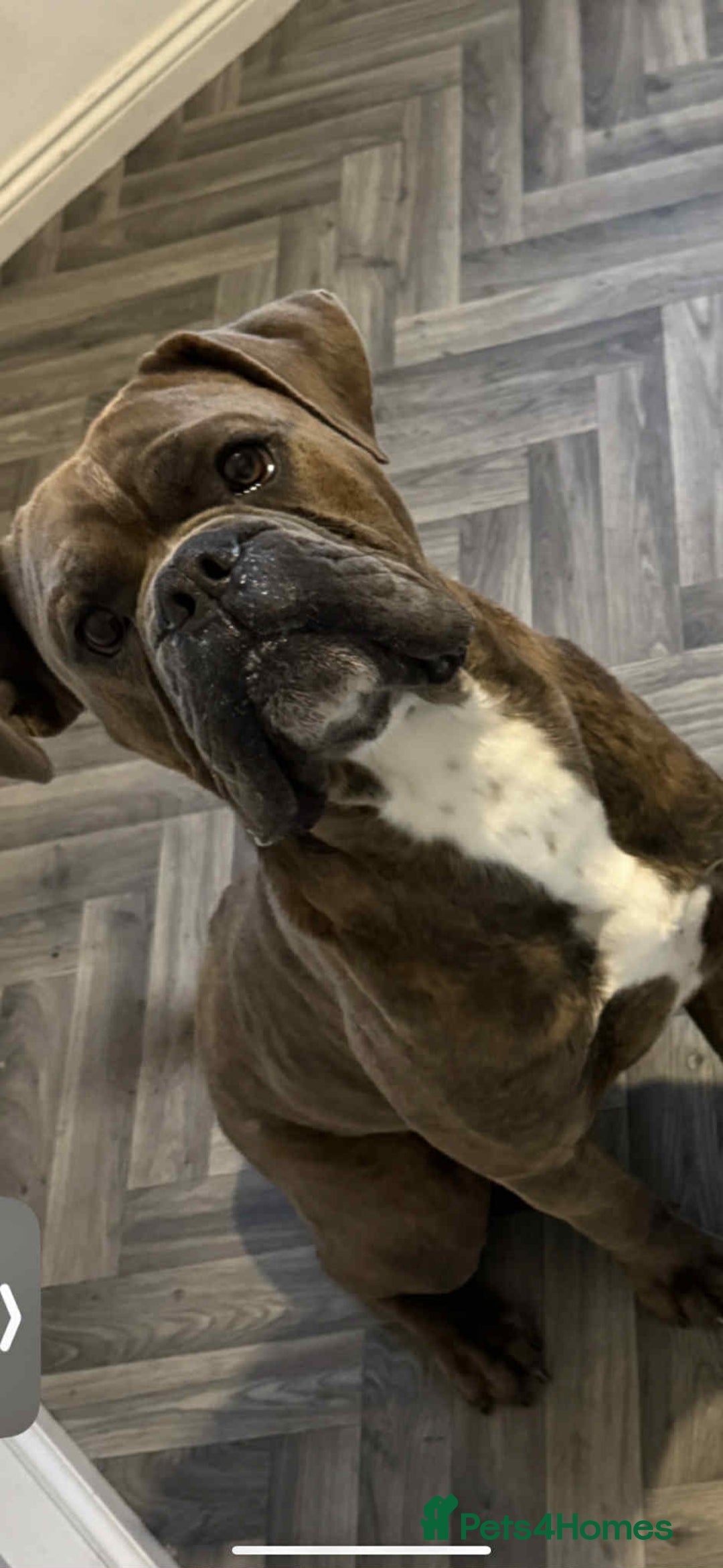 Old Tyme Bulldog dogs for sale: Old Tyme bulldog - Advert 1