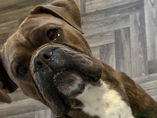 Old Tyme Bulldog dogs Old Tyme bulldog - Advert 9