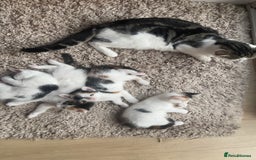 Mixed Breed cats for sale: Kittens for sale - Image 5