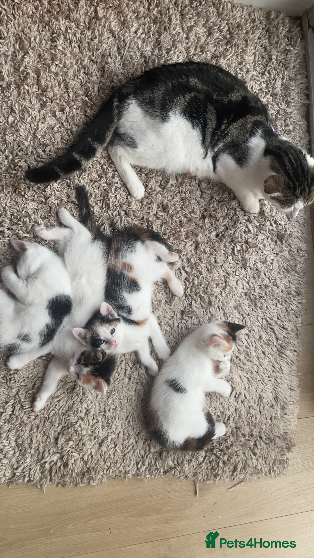 Mixed Breed cats for sale: Kittens for sale - Image 5