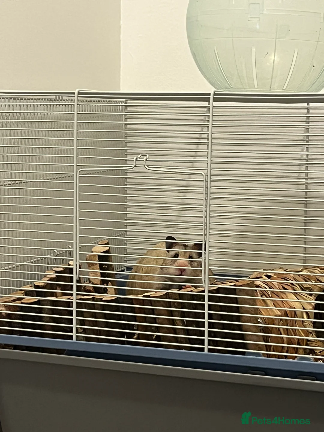 Hamster rodents for sale: White and grey Syrian hamster  in Gravesend - Advert 1