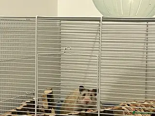 Hamster rodents White and grey Syrian hamster - Advert 5