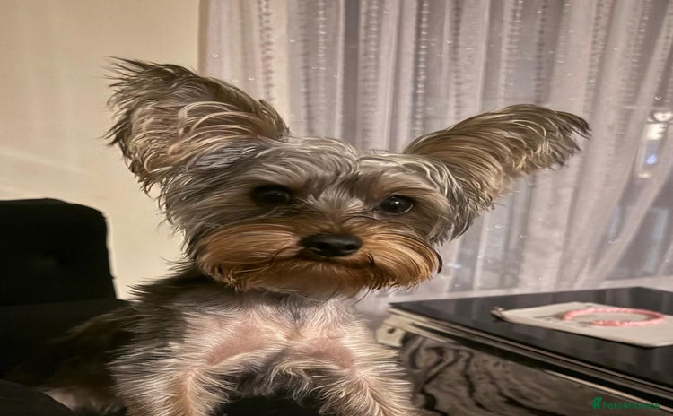 Yorkshire Terrier dogs - Advert 1