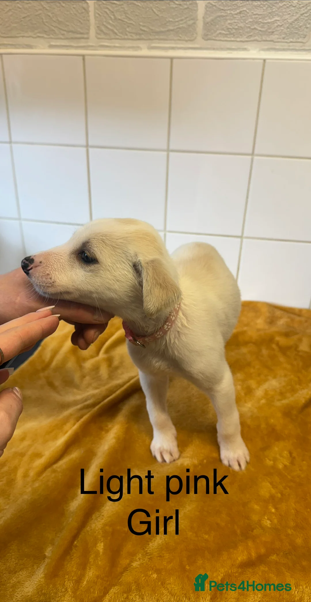 Lurcher dogs for sale: Mali x sluki puppies  - Advert 24