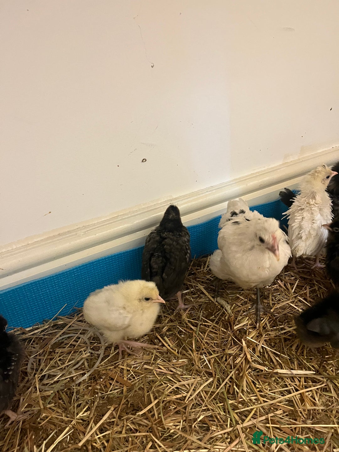 Chickens poultry for sale: Chicks  - Image 2