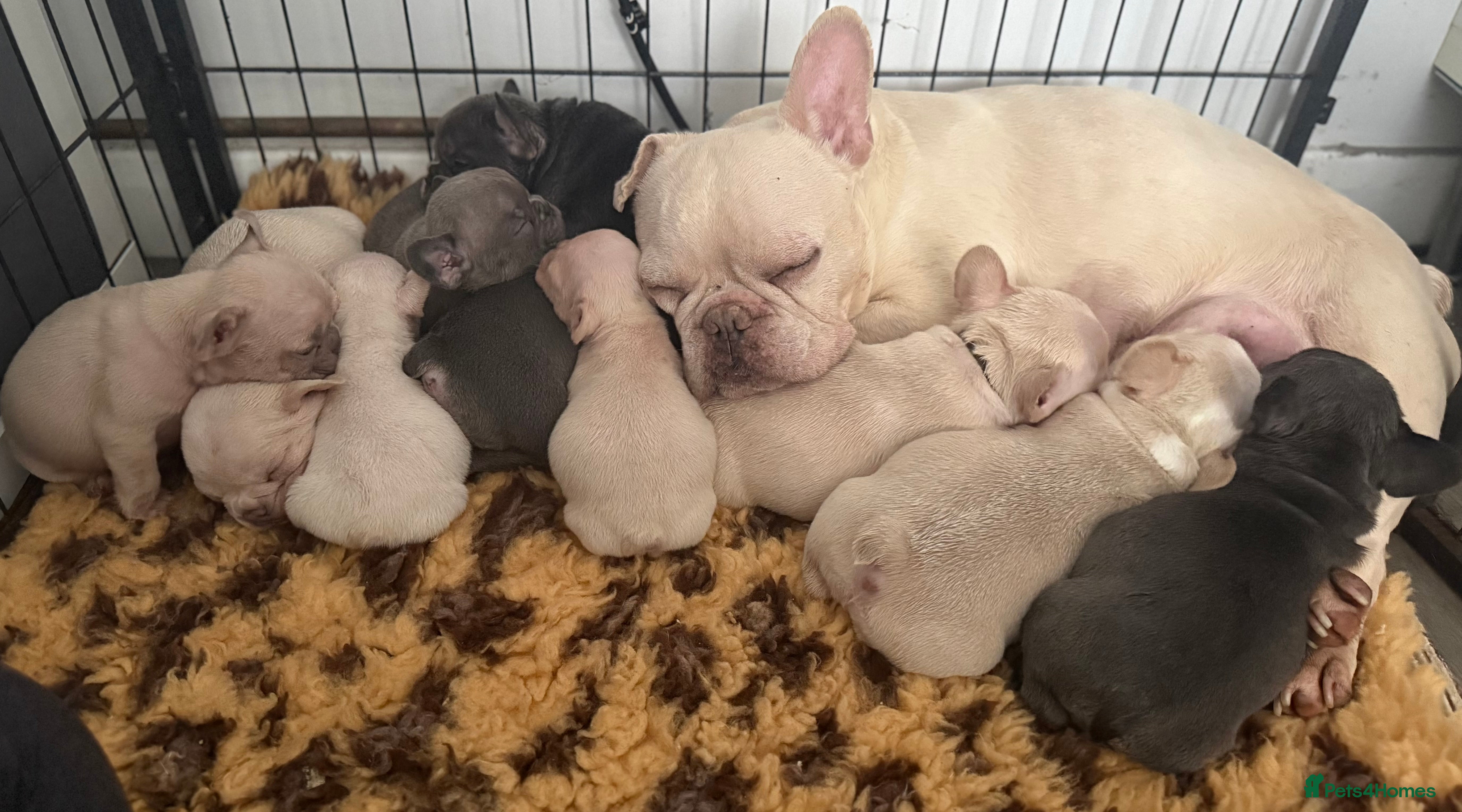 French Bulldog dogs Highly Health tested French Bulldog Puppies - Advert 12