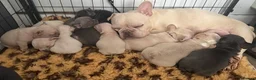 French Bulldog dogs for sale: Highly Health tested French Bulldog Puppies - Advert 12