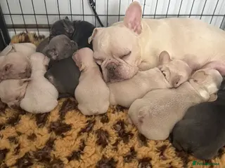 French Bulldog dogs Highly Health tested French Bulldog Puppies - Advert 12