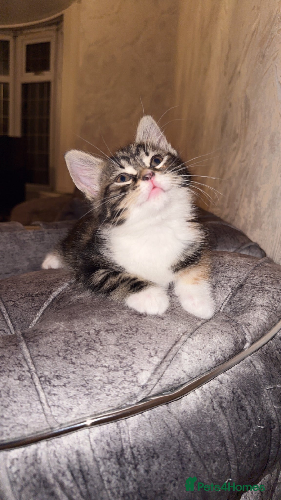 Domestic Shorthair cats Adorable Tabby/British shorthair cross - Advert 1